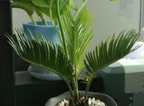 心理测试4棵铁树,哪棵最先开花测你何时能找到另一半 心理测试4棵铁树,哪棵最先开花测你何时能找到另一半