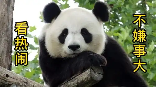  咖妃啊看热闹不嫌事大