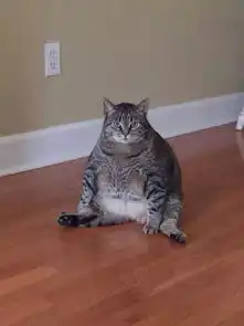 以前拍的好照片如何搞到手机上或电脑上,不用手机再拍一遍,求告诉,谢谢  以前拍的好照片如何搞到手机上或电脑上,不用手机再拍一遍,求告诉,谢谢