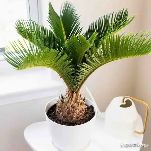  铁树多久开一次花揭秘铁树开花的周期与养护要点