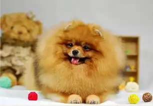  我有一只小乌龟,我从来也不骑图片第6376张狗狗搞笑图片