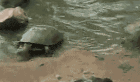 搞笑gif图片为了有个好身体这位姑娘也真是拼了  搞笑gif图片为了有个好身体这位姑娘也真是拼了