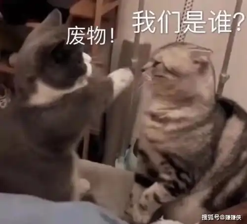  搞笑表情包图片偷听情话,你为什么不泡我,笑死我了