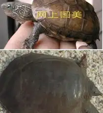 俗话说的王八和乌龟有什么区别