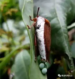  很多宾阳人的衣服上莫名出现蛋蛋原来都是它惹的祸