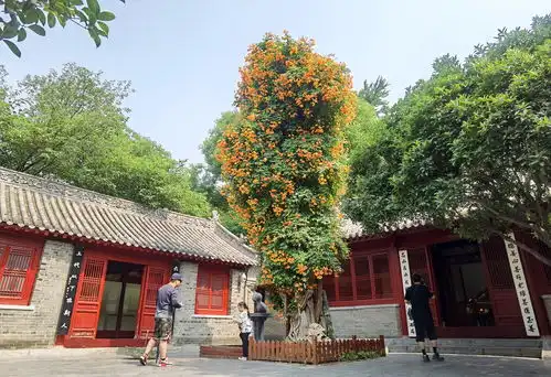  图说南阳凌霄花开