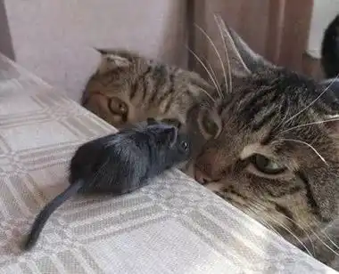 失眠了图片搞笑图片洗手