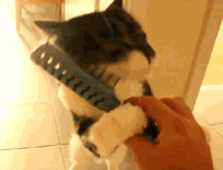 猫gif搞笑图片暴毙
