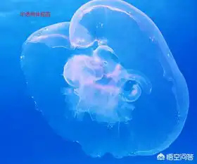 怎么用ps抠图