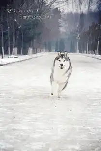  哈士奇雪橇犬背景素材背景图片免费下载广告背景高清大图千库网图片编号4737243