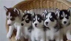  纯种哈士奇幼犬,血统纯正,品相好,骨量大,身体健康