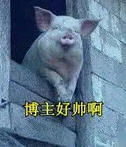  猪表情包带字图片