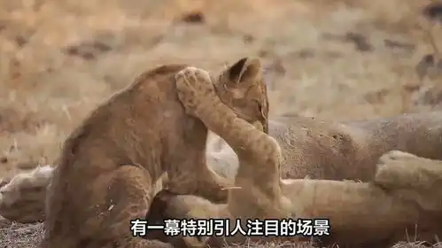  狮子幼崽玩耍雄狮尾巴画面滑稽搞笑