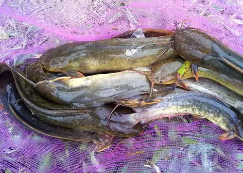  索饵疯狂,爱吃死钩,凶猛的水中小霸王山鲶鱼
