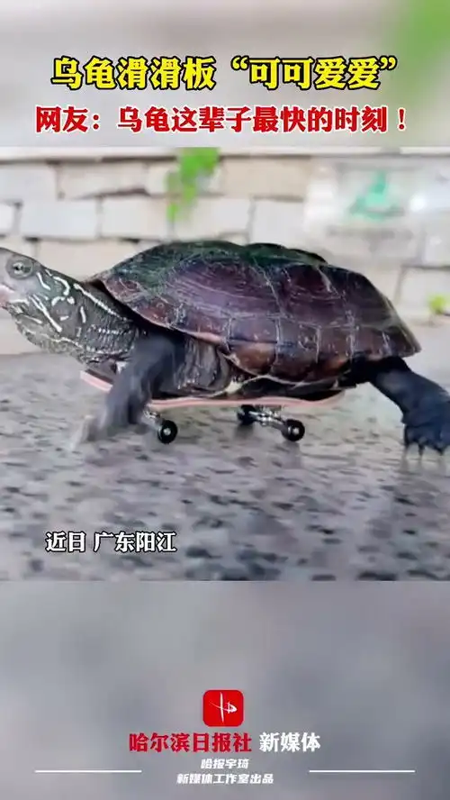  乌龟滑滑板可可爱爱,网友乌龟这辈子最快的时刻