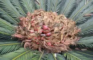  铁树开花结的果实能种出铁树吗