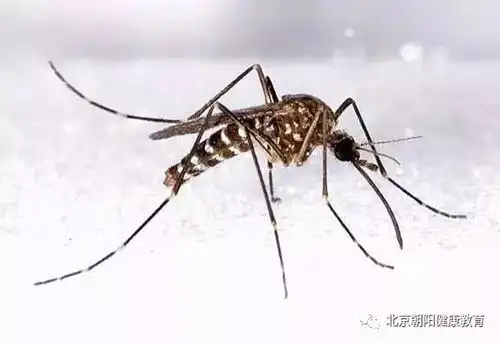  那些搞事的蚊子们