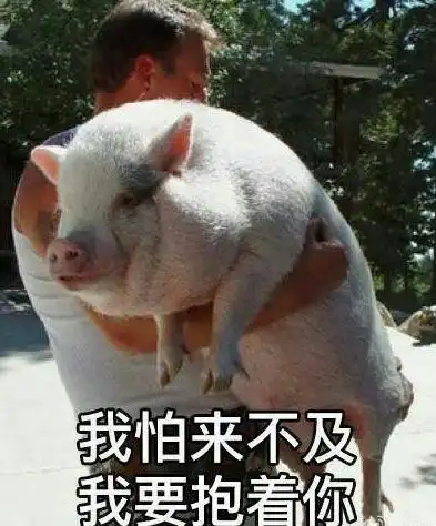 搞笑猪图片大全大图