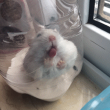  哈士奇模仿猫咪飞越栏杆,二哈被挂在栏杆上狼嚎我的蛋被卡住了