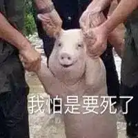  网红小猪表情包爆笑来袭啦