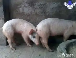  除了吃饭就是睡觉的猪为什么也会亚健康主要是因为这些原因