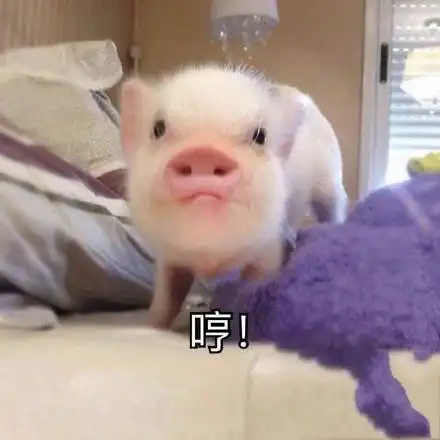 套路表情包一套猪在干嘛