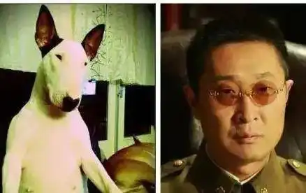  动物cosplay名人大腕,就问你像不像