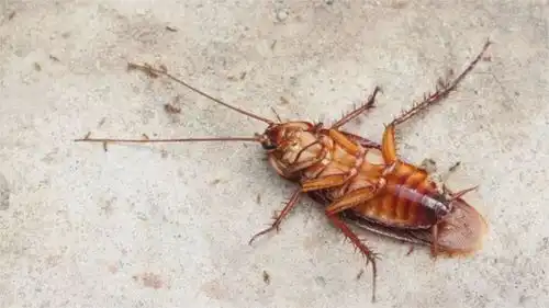 彻底消灭蟑螂的方法,材料家中都有,安全无毒,一天内蟑螂全灭  彻底消灭蟑螂的方法,材料家中都有,安全无毒,一天内蟑螂全灭