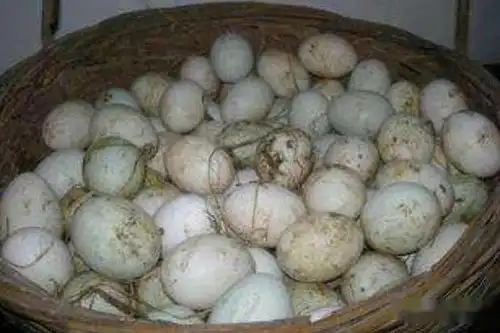  鸭蛋孵化需要多长时间怎么判断鸭蛋坏了