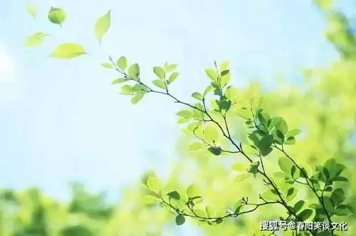  非常经典的句子做人,快乐最重要