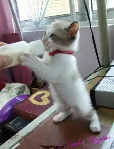 日本人图片搞笑带字猫咪