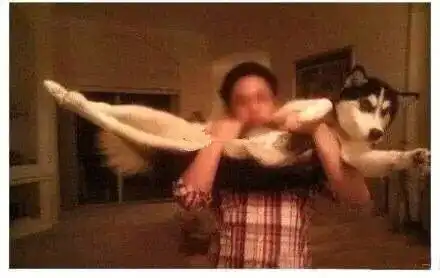 哈士奇动态图片搞笑gif