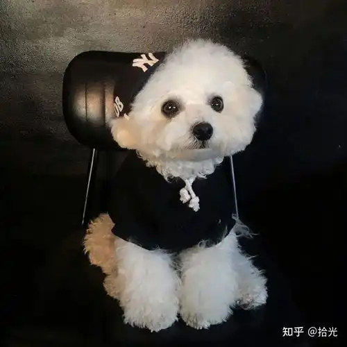 狗子头像可爱又憨憨的狗子头像奶凶奶凶可爱情侣狗子头像