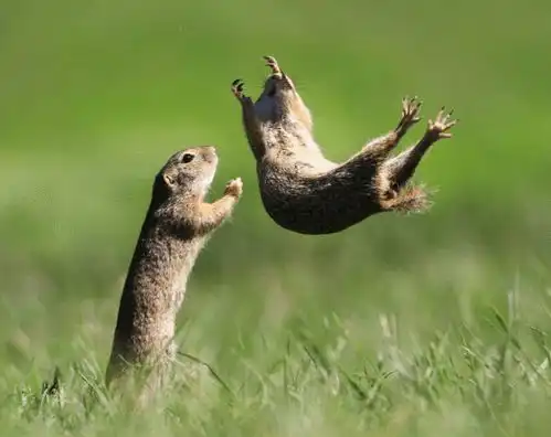 哈哈哈搞笑野生动物摄影奖入围作品真的不是表情包大赛  哈哈哈搞笑野生动物摄影奖入围作品真的不是表情包大赛