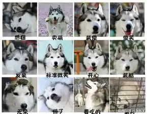  二货表情