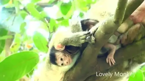 猴妈抱着托拜斯在树上睡觉,托拜斯很可能掉了下去  猴妈抱着托拜斯在树上睡觉,托拜斯很可能掉了下去