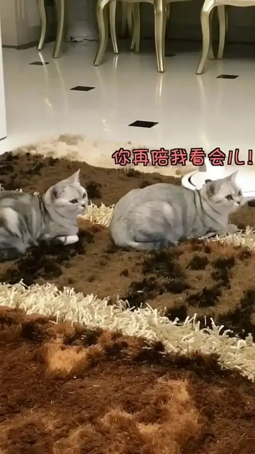 超萌猫咪追剧,超搞笑对话  超萌猫咪追剧,超搞笑对话