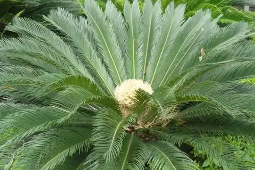 铁树开花图片搞笑伍德苏