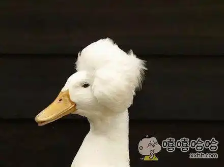  一个有故事的鸭子莎士比鸭