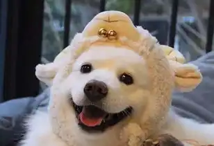 狗狗的搞笑图片超萌