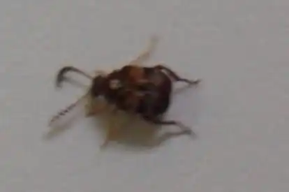  来看看这是什么虫子有图片在家里出现吐帮帮忙