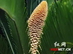 铁树开花六朵齐绽放 铁树开花六朵齐绽放