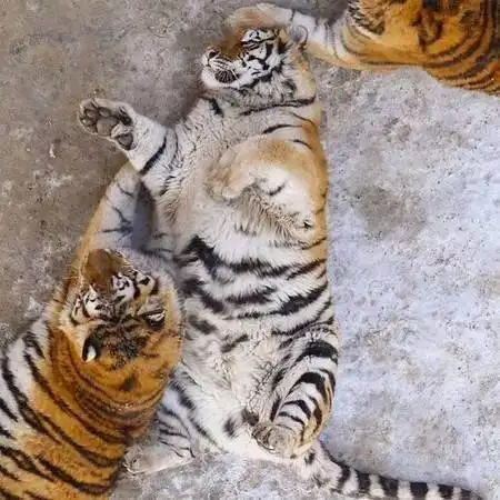  东北虎集体胖成猪,彻底沦为虎界耻辱不过网友们看后都笑疯了