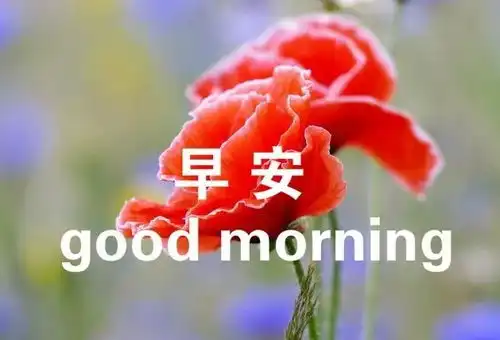  正月十三最新早安图片鲜花带字新的一天开始早安语心情说说