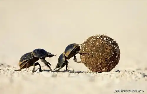  澳洲的屎壳郎因为牛粪挑食怠工它们身上有什么奥秘实验解析它
