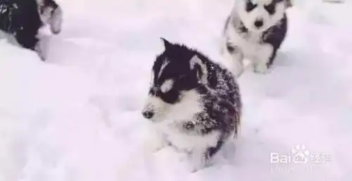  为什么萨摩耶犬,阿拉斯加,哈士奇是雪橇三傻
