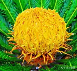  一组稀世罕见的铁树开花照片