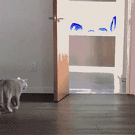 哈士奇动态图片搞笑gif