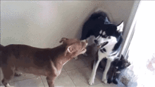  搞笑gif动态图当哈士奇遇到凶狠的比特犬,二哈使出了绝招