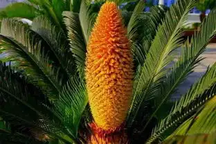  铁树开花了